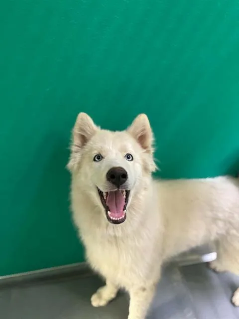 A young small-sized female Siberian Husky dog named Sandy Koufax for adoption in Visalia, CA