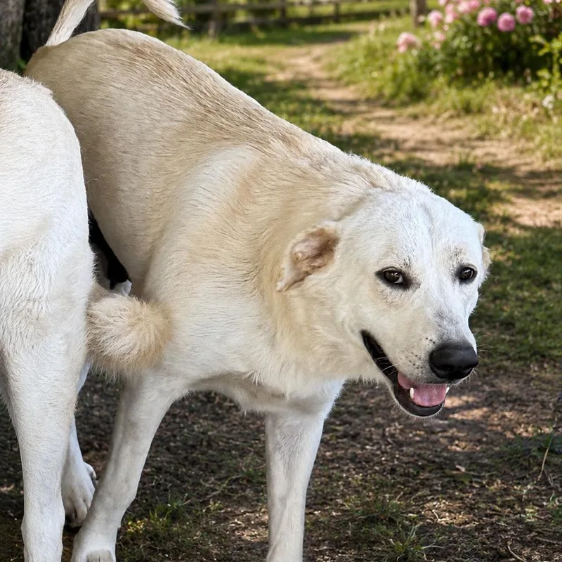 A young large-sized female Yellow Labrador Retriever dog named Punkin for adoption in Manassas, VA