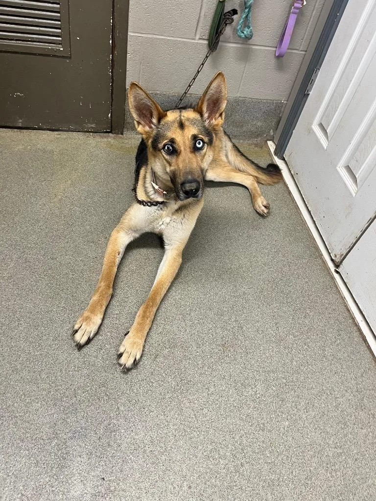 Sonnetnova thumbnail 2