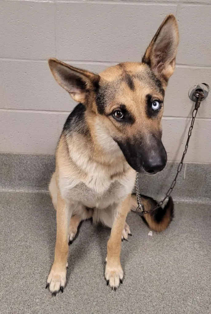 Sonnetnova thumbnail 3