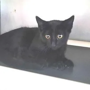 A young small-sized female Black Domestic Short Hair cat named Hearts for adoption in Marshall, NC