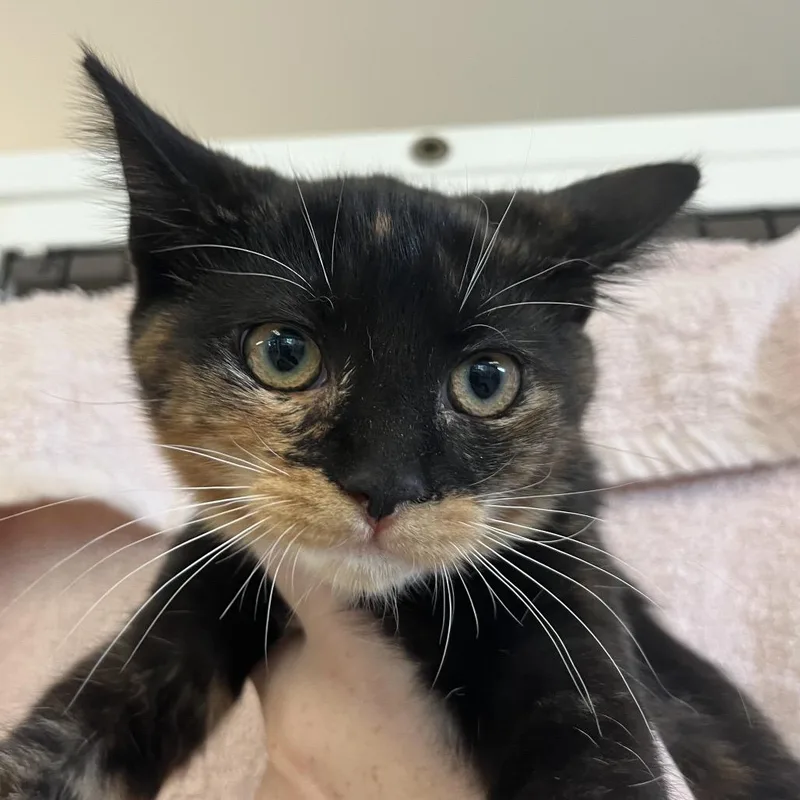 A baby small-sized female Domestic Short Hair cat named Petunia for adoption in Ruckersville, VA