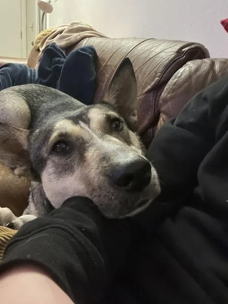 An adult large-sized female Shepherd dog named Lexicon for adoption in San Diego, CA