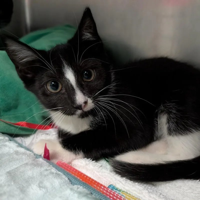 A baby small-sized male Black Domestic Short Hair cat named Legolas for adoption in Titusville, FL