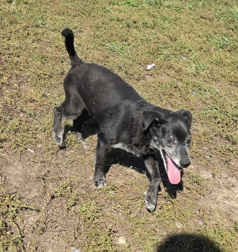 A senior small-sized male Black Chihuahua dog named Snoopy for adoption in Terre Haute, IN