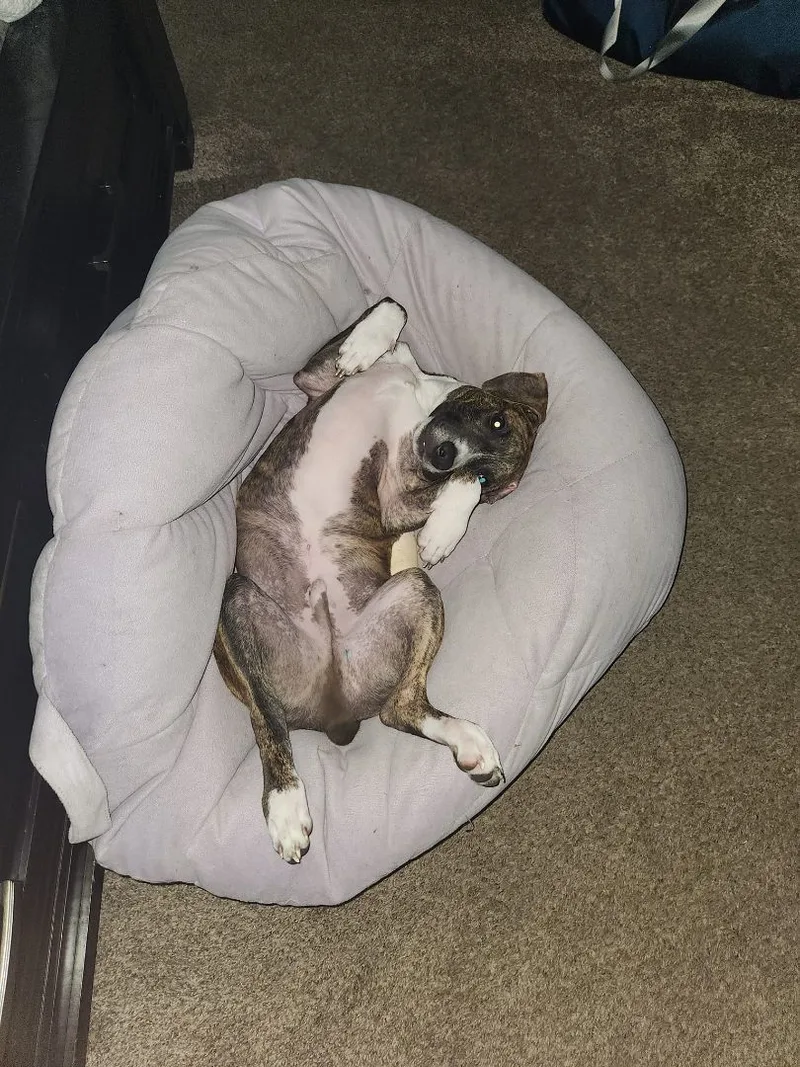 Mouse King thumbnail 2