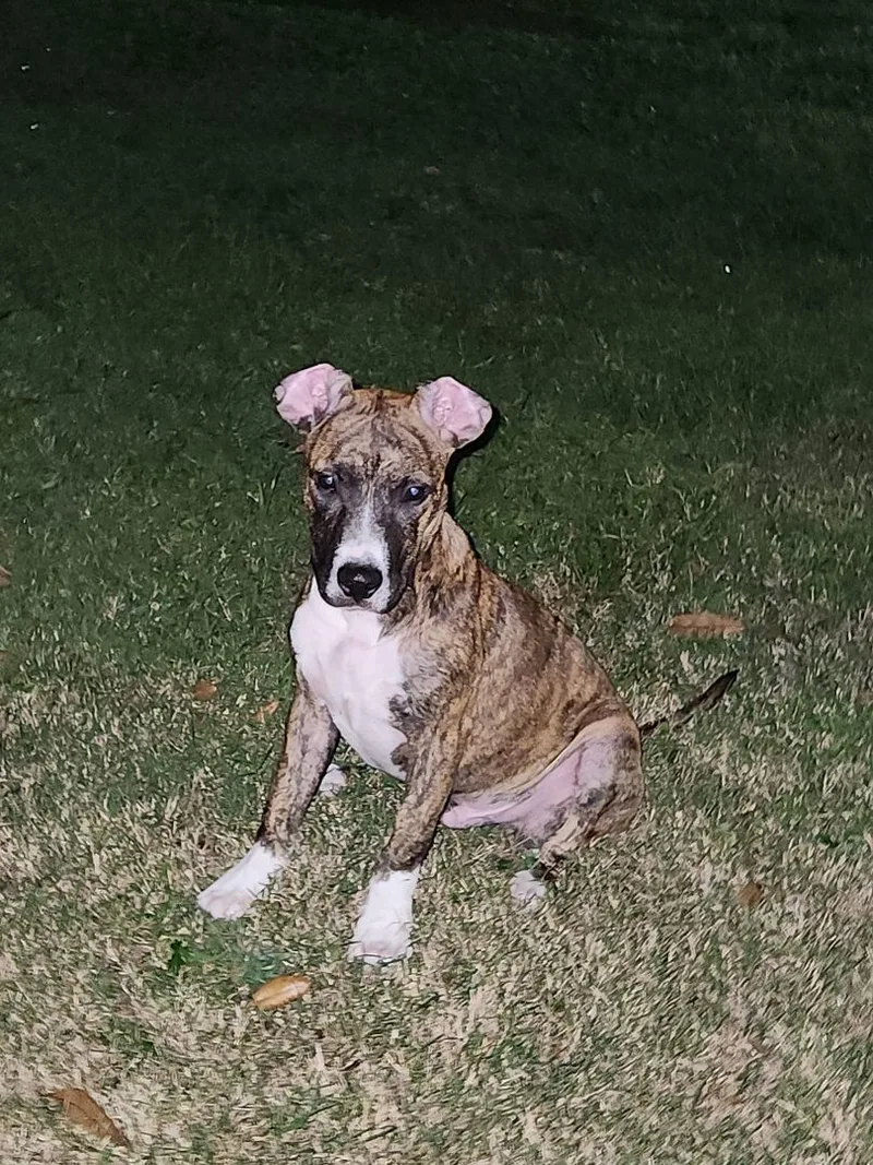 Mouse King thumbnail 3