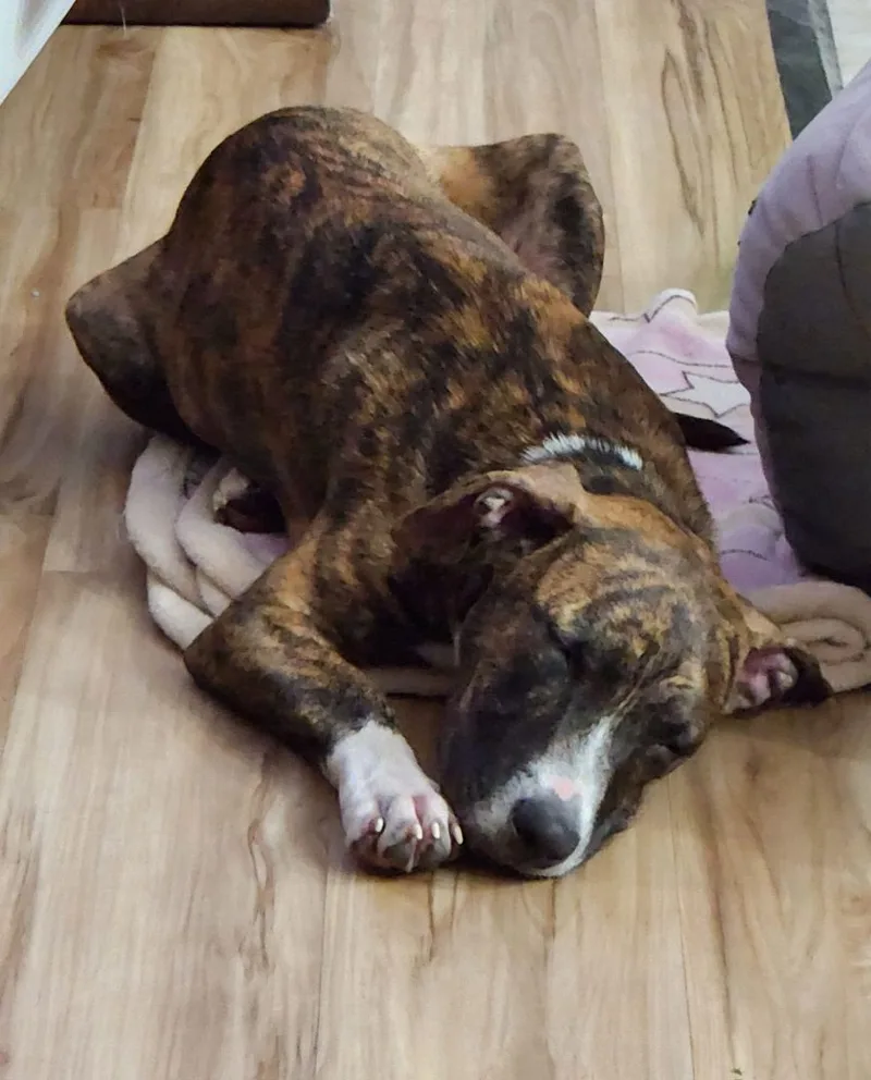 Mouse King thumbnail 4