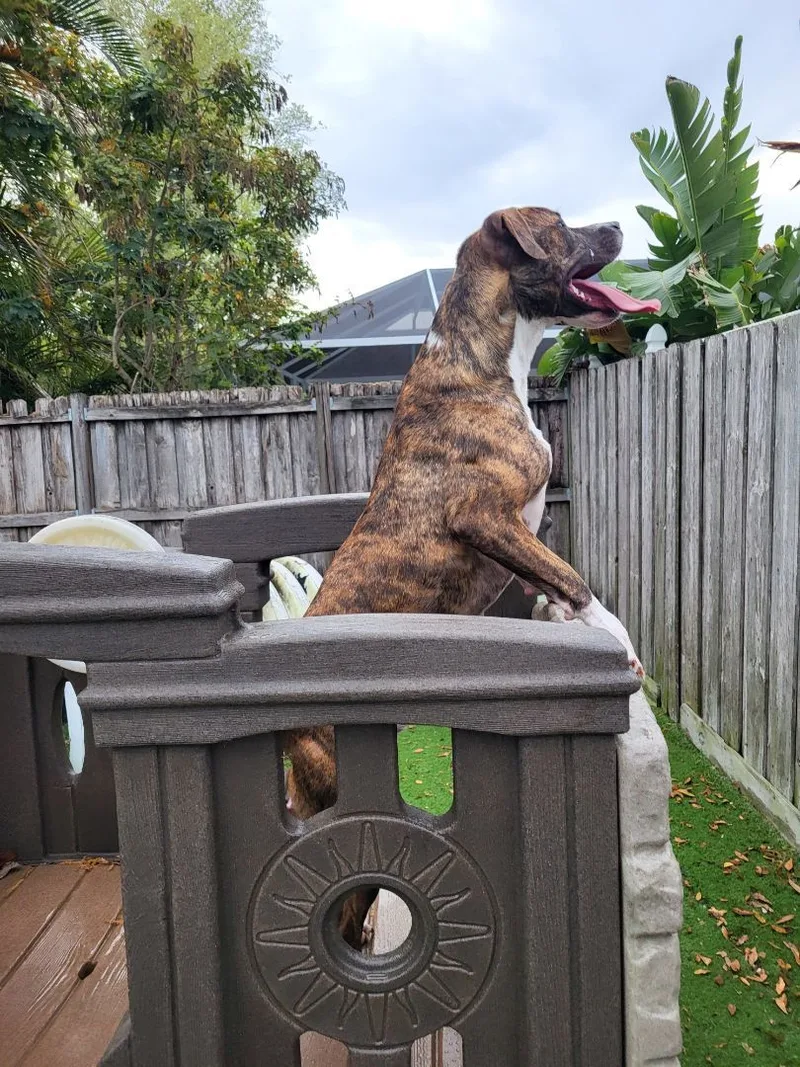 Mouse King thumbnail 5