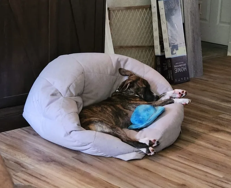 Mouse King thumbnail 6