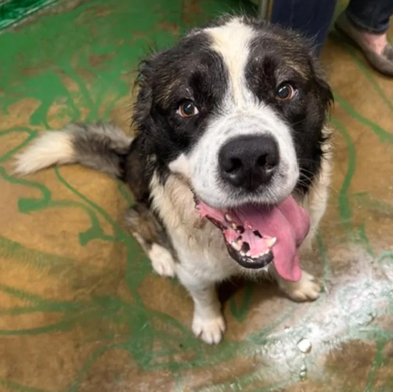 A young large-sized male Mixed Breed dog named Clark for adoption in Danville, VT