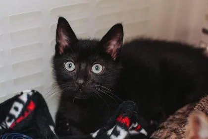 A young small-sized male Domestic Short Hair cat named a BaconPetSmart West Ashley for adoption in North Charleston, SC