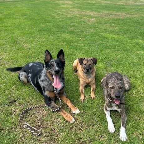 An adult medium-sized male Black Australian Cattle Dog / Blue Heeler dog named Guapo for adoption in San Diego, CA