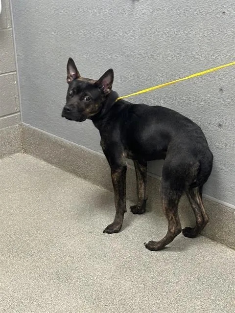 A young medium-sized male Pit Bull Terrier dog named Hop Scotch for adoption in Las Vegas, NV