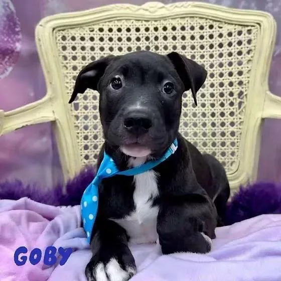 A baby medium-sized male Hound dog named Goby for adoption in Washington , PA