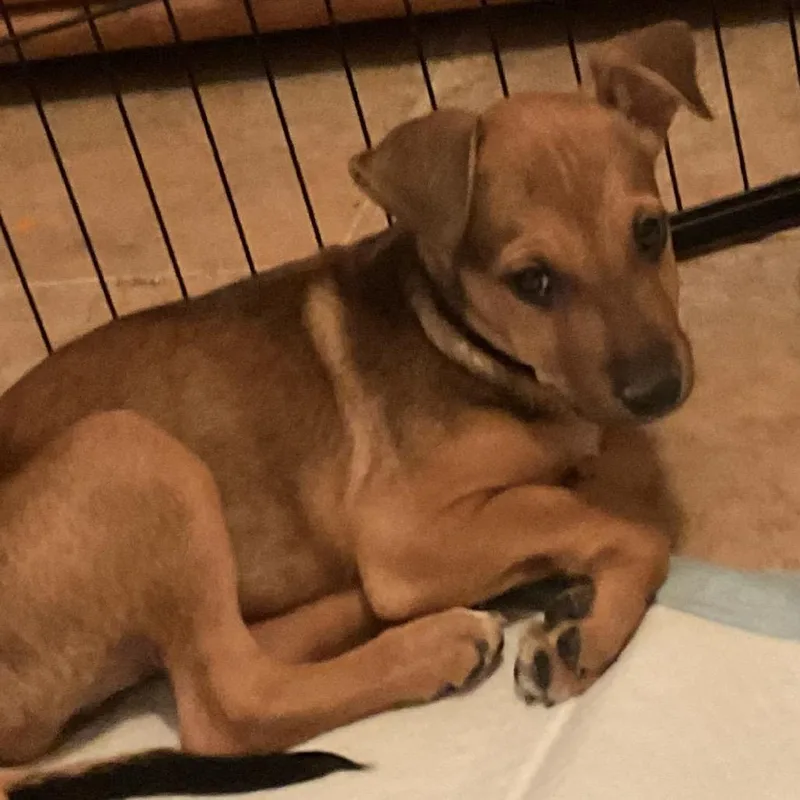 A baby medium-sized male Yellow / Tan / Blond / Fawn Shepherd dog named Adam for adoption in Phoenix, AZ