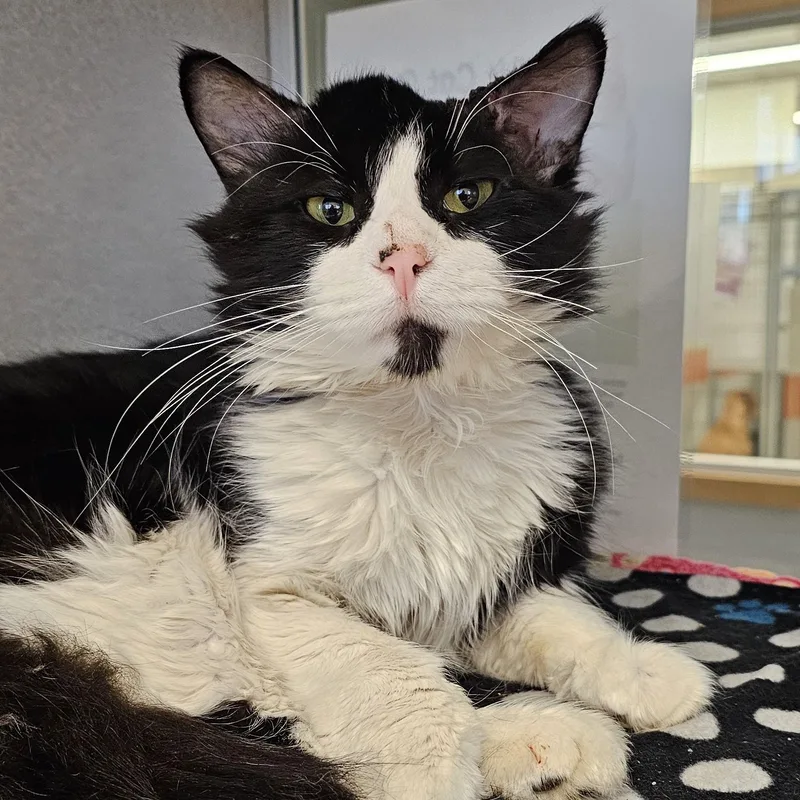 An adult medium-sized male Black Domestic Medium Hair cat named Lona for adoption in Cedar Rapids, IA