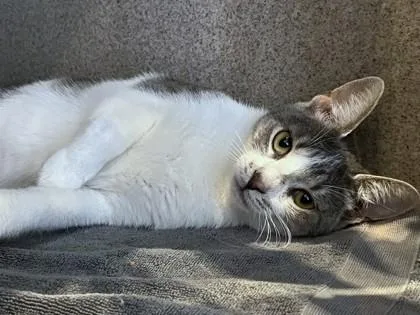 A young medium-sized female Domestic Short Hair cat named Sandy Cheeks for adoption in Washington, DC