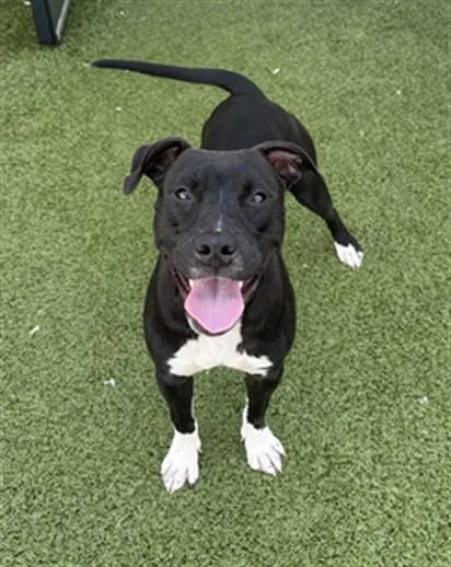 A young medium-sized female Pit Bull Terrier dog named Worm for adoption in Toledo, OH