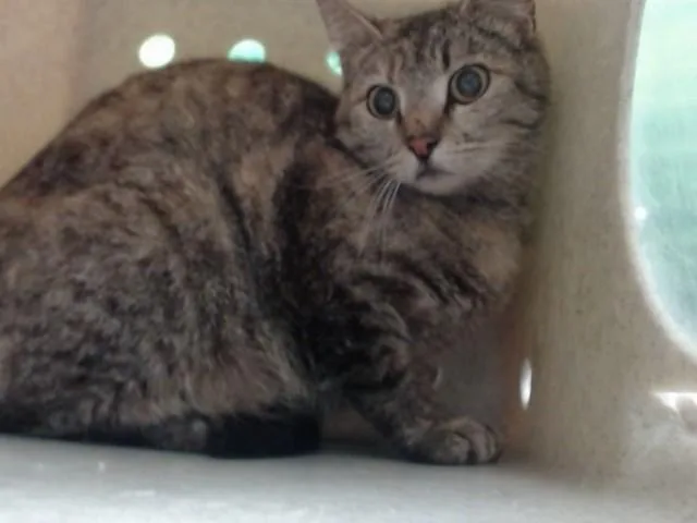 An adult large-sized female Domestic Medium Hair cat named A for adoption in Moreno Valley, CA