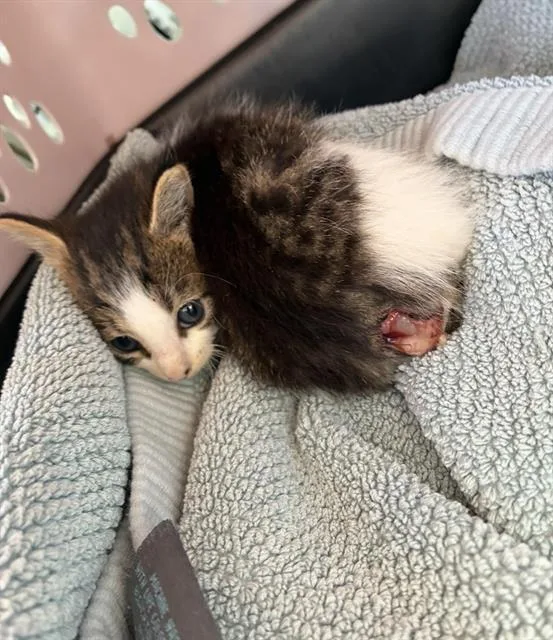 A baby small-sized male Domestic Short Hair cat named Oscar for adoption in Palmetto, FL