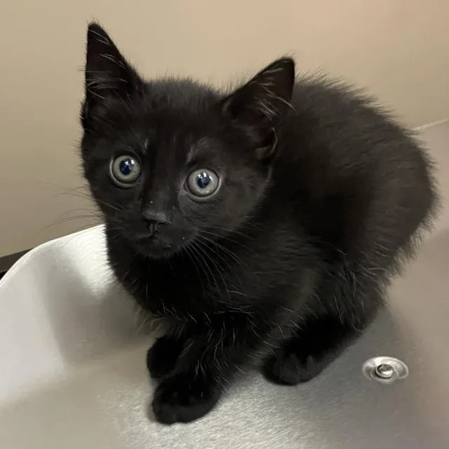 A baby small-sized female Domestic Short Hair cat named Rainy for adoption in Santa Maria, CA