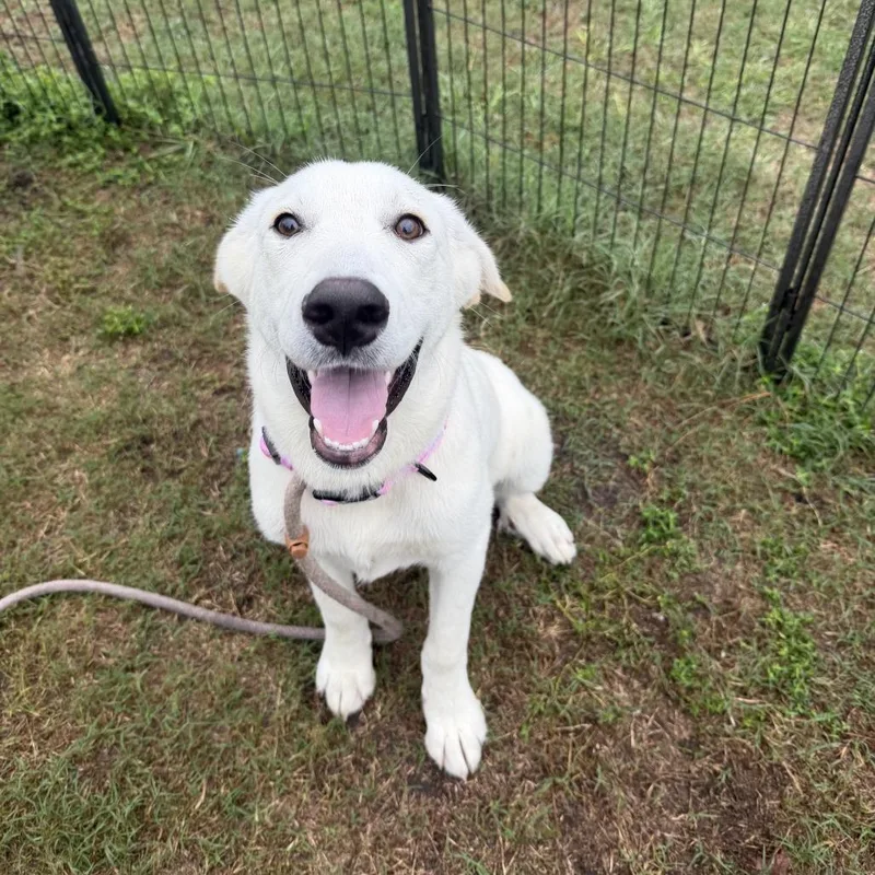 A young medium-sized female Great Pyrenees dog named Lisa for adoption in Newport, NC