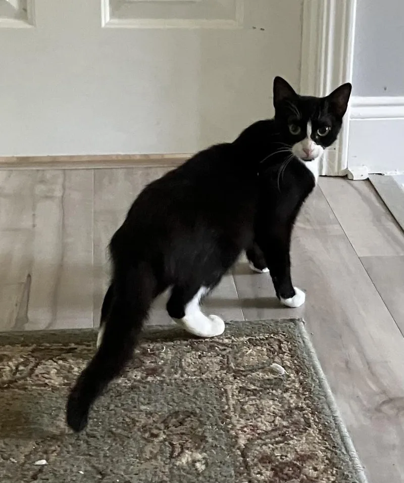 Piper  Ah thumbnail 2