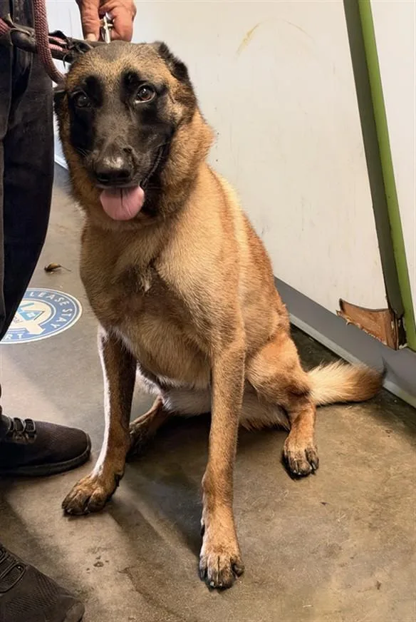 An adult large-sized female Belgian Shepherd / Malinois dog named Arrow for adoption in Los Angeles, CA