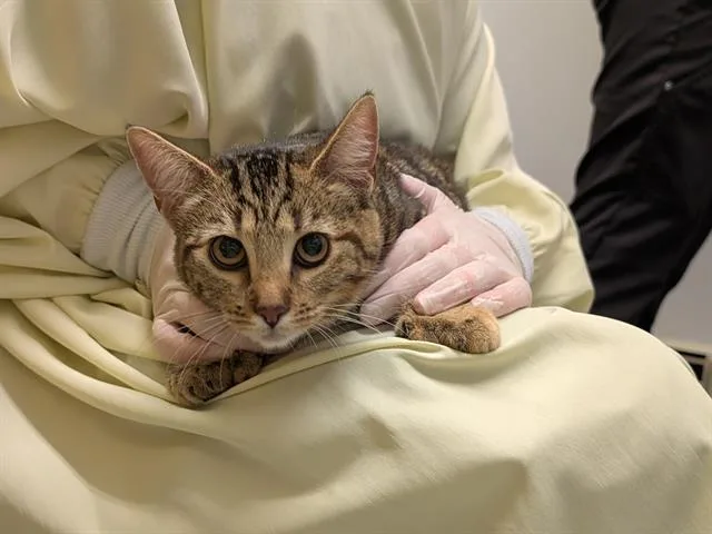 A young medium-sized female Domestic Short Hair cat named Miss Paws for adoption in Kent, WA