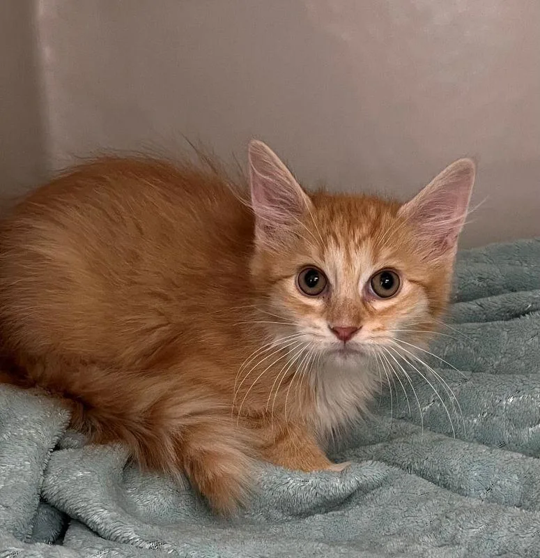 A baby medium-sized female Domestic Long Hair cat named Cassie for adoption in Genoa, IL