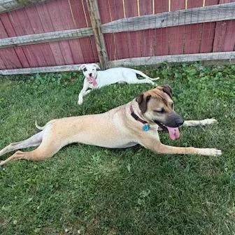A baby medium-sized male White / Cream Great Dane dog named Roofus for adoption in Dayton, OH
