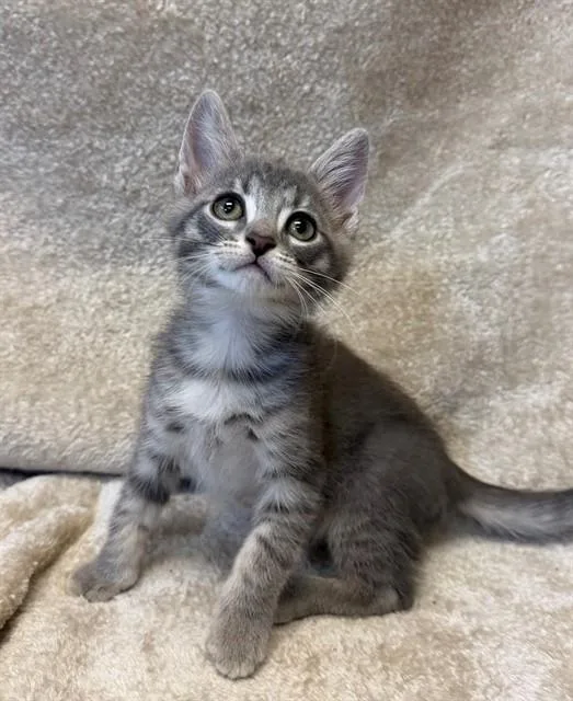 A baby small-sized male Domestic Short Hair cat named Blinky for adoption in Louisville, KY
