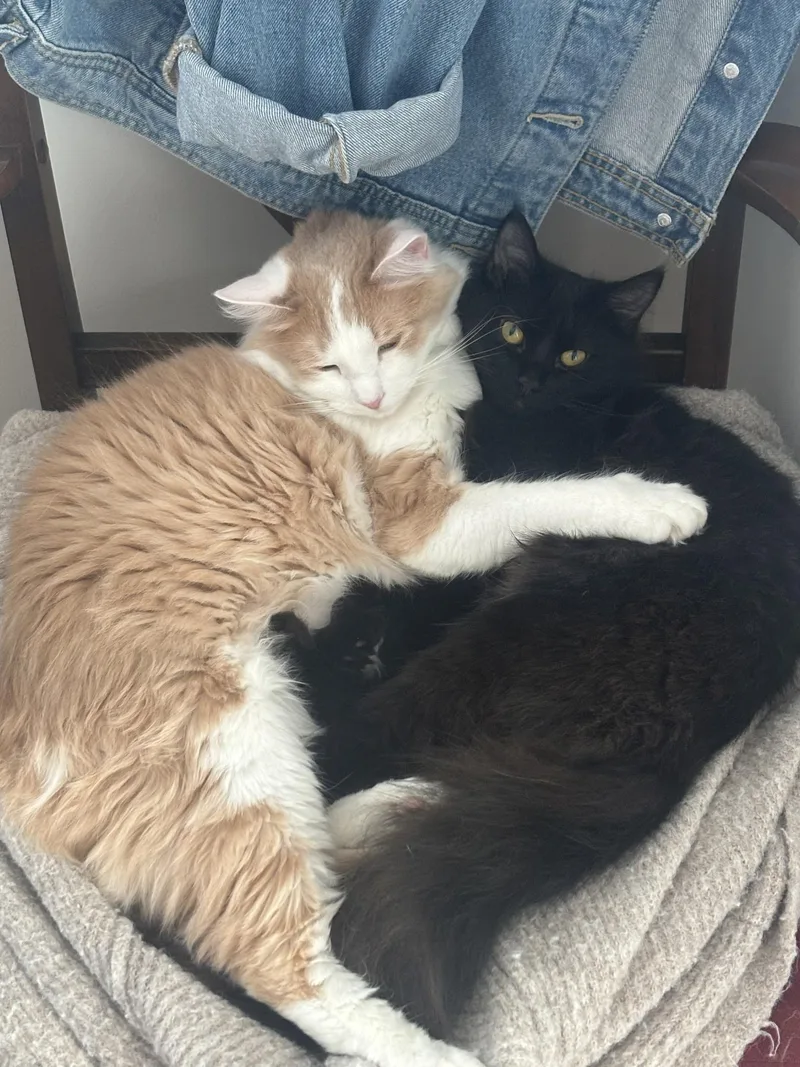 A young large-sized male Black Domestic Long Hair cat named Mishima And Chancho for adoption in Nashville, TN