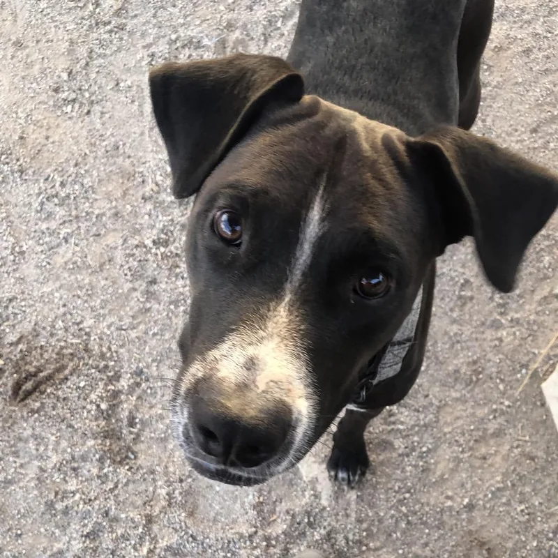 An adult large-sized male Labrador Retriever dog named Duke for adoption in Phoenix, AZ