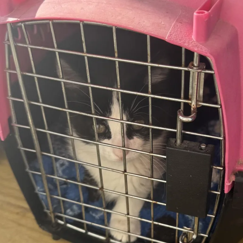 A baby small-sized male Black Domestic Short Hair cat named Clancy for adoption in Blairsville, GA