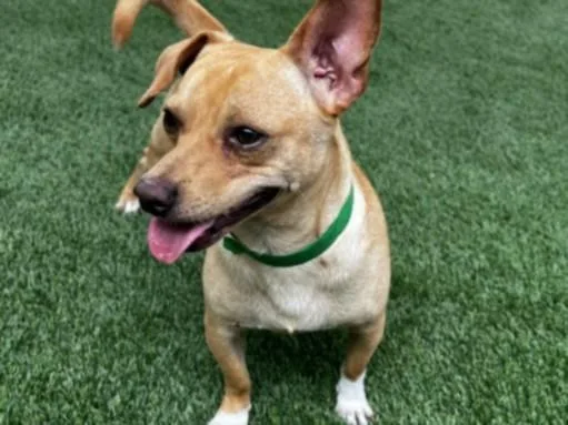 A young small-sized male Chihuahua dog named Chancy for adoption in Chatsworth, CA