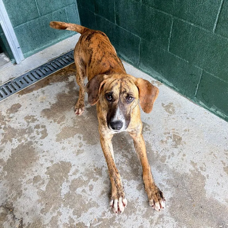 Tinkersmell thumbnail 3