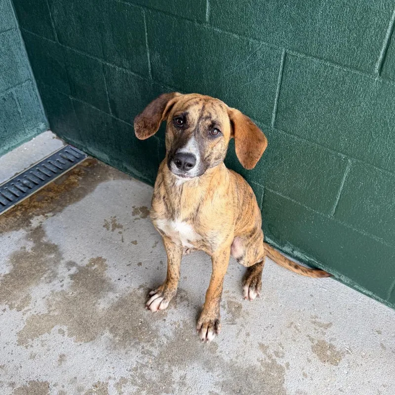 Tinkersmell thumbnail 4