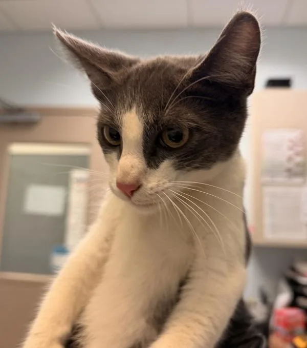 A baby small-sized male Domestic Short Hair cat named Rizzoto for adoption in San Diego, CA