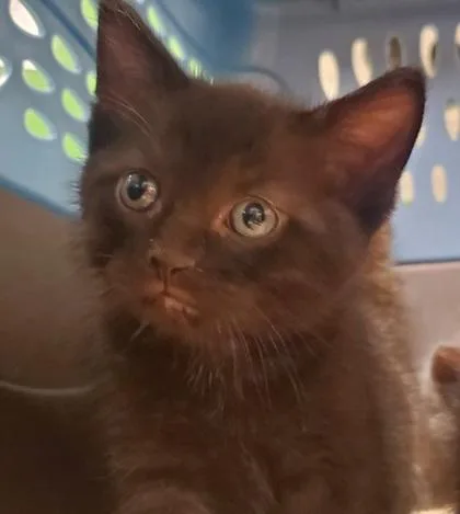 A young large-sized male Domestic Short Hair cat named Cricket for adoption in Kansas City, MO
