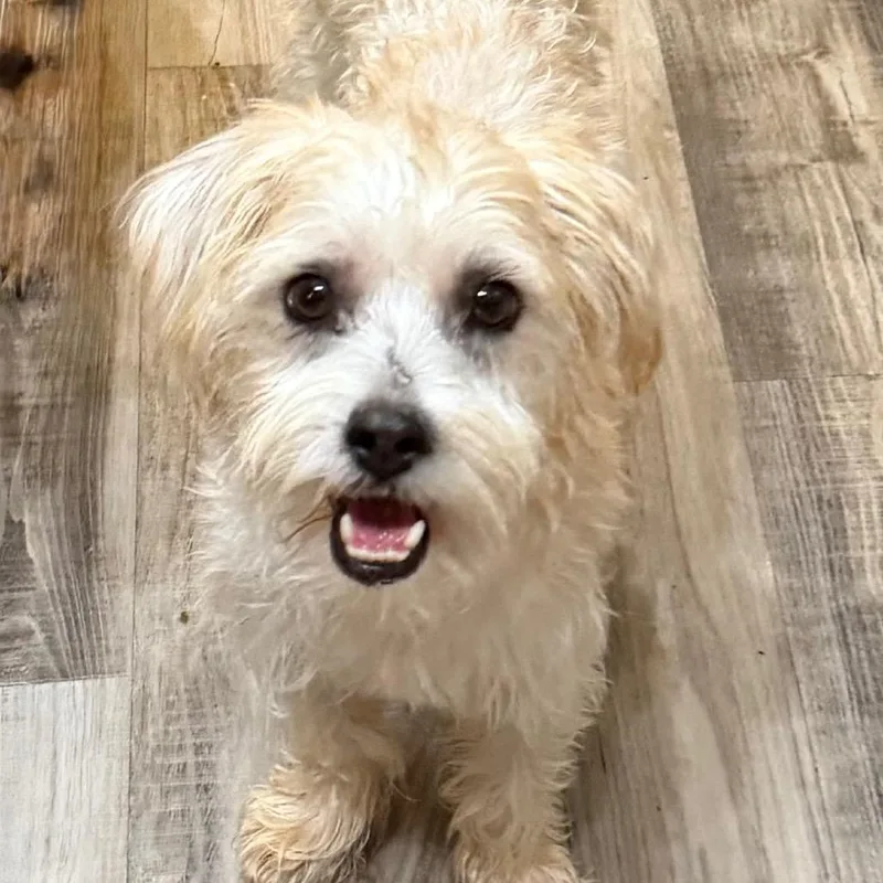 A young small-sized female Yellow / Tan / Blond / Fawn Terrier dog named Wednesday for adoption in Las Vegas, NV