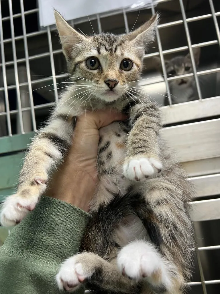 A baby small-sized female Domestic Short Hair cat named Brie for adoption in Chickamauga , GA