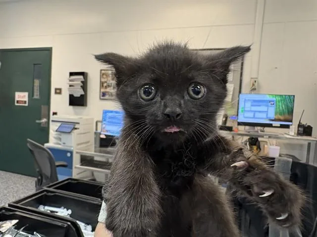 A baby small-sized male Domestic Short Hair cat named Godric for adoption in Thousand Palms, CA