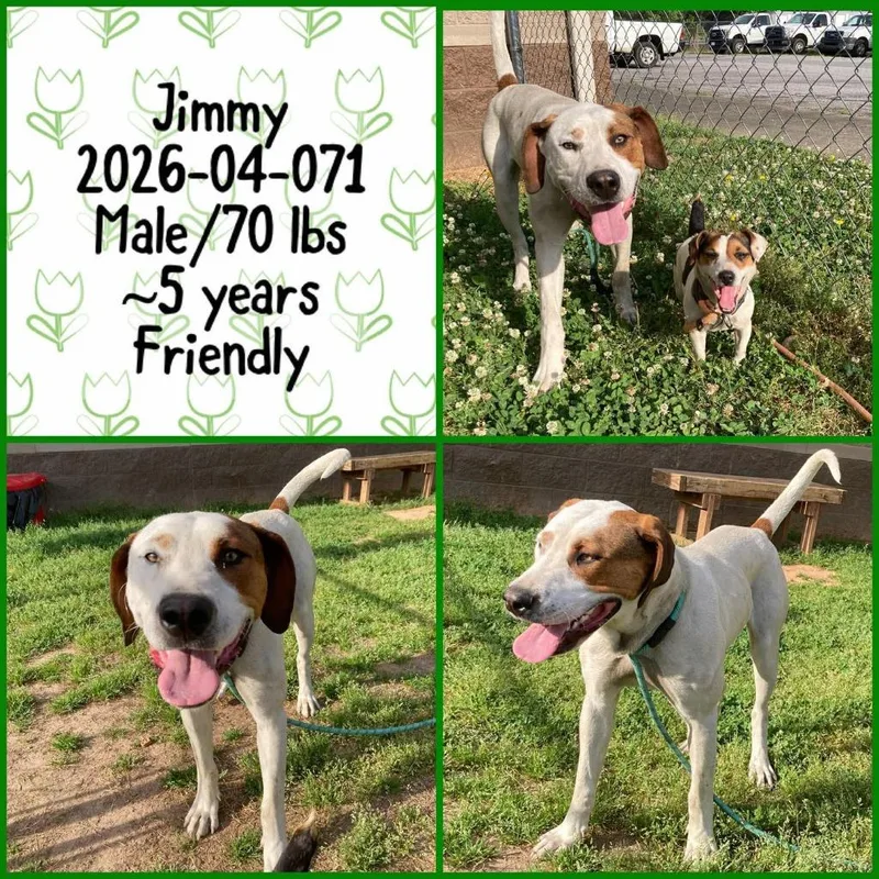 An adult medium-sized male Labrador Retriever dog named Jimmy for adoption in Winder, GA