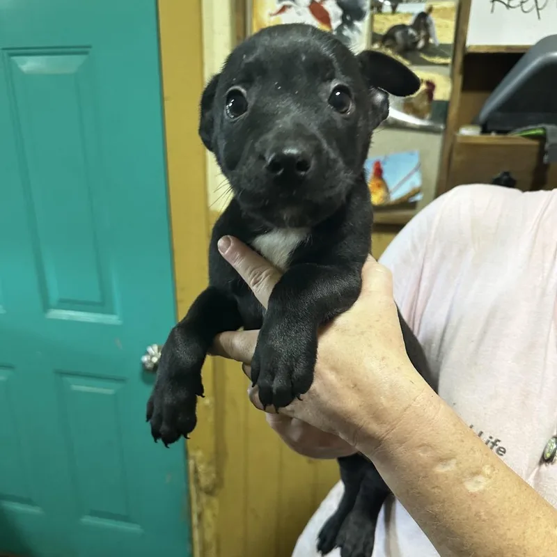 A baby small-sized female Black Labrador Retriever dog named Junebug for adoption in Deerfield, IL