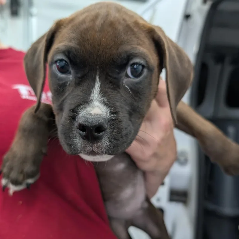 A baby medium-sized male Brown / Chocolate Mixed Breed dog named Maverick for adoption in DeKalb, IL