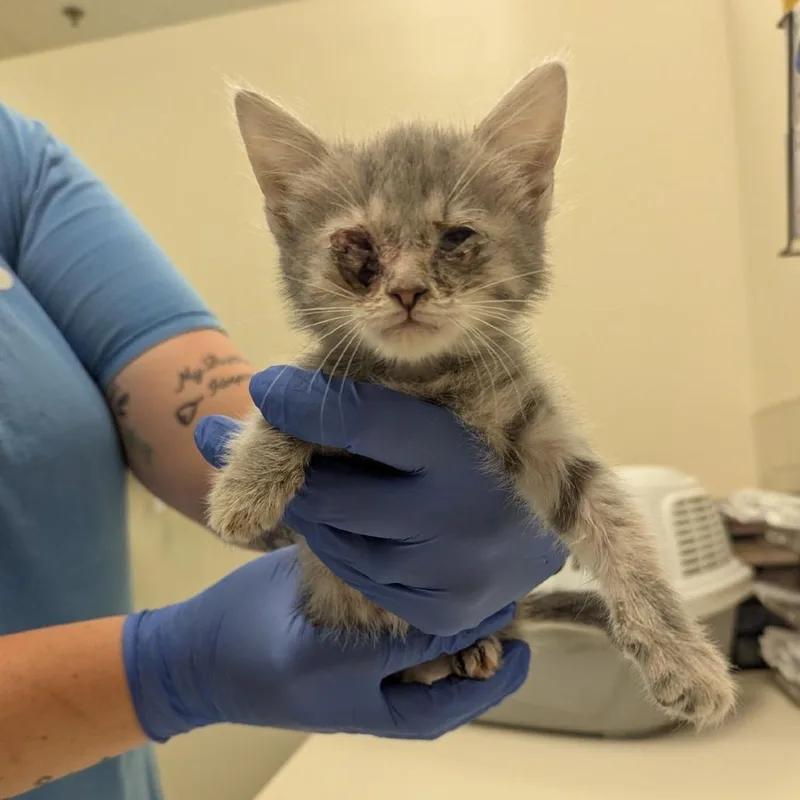 A baby small-sized female Gray / Blue / Silver Domestic Medium Hair cat named Raven for adoption in Lynchburg, VA