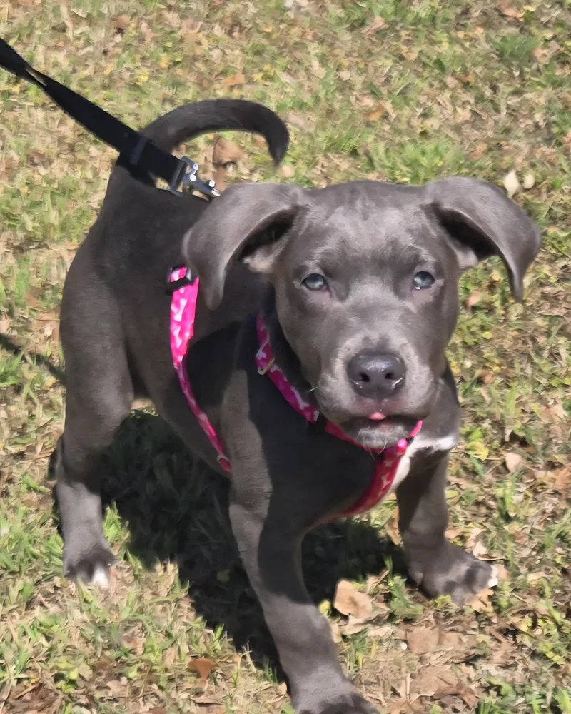 Rusty   $ thumbnail 4