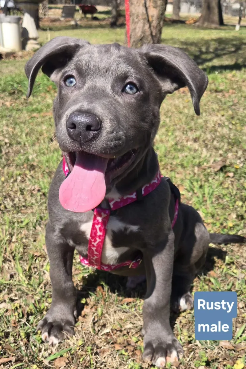 A young medium-sized male Mixed Breed dog named Rusty   $ for adoption in Milwaukee, WI